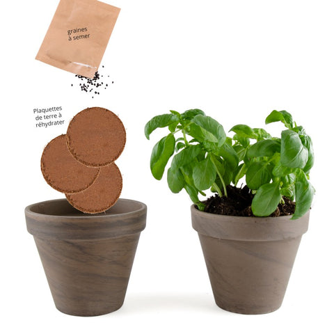 Kit de plantation intérieur Basilique grand vert Bio avec pot en terre cuite inclus - Livraison Offerte